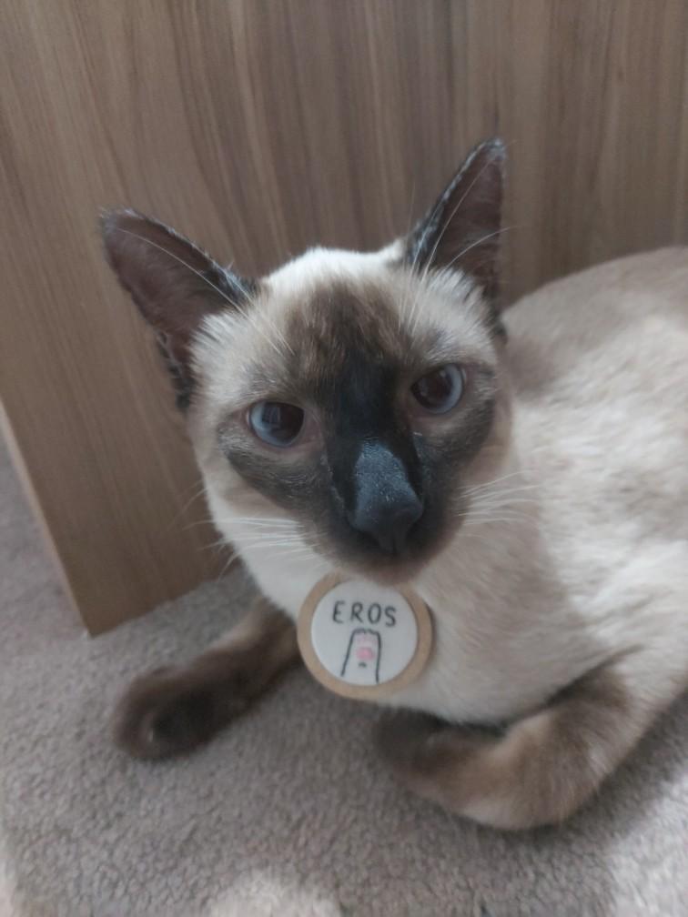 Chaveiro Bordado com Coleira Bastidos para Gatos